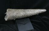 Juvenile Triceratops Horn With Stand - Montana #26870-2